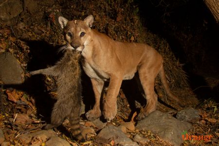 Mountain Lions Of Orange County Orange County Outdoors   Lion 4 Oc 